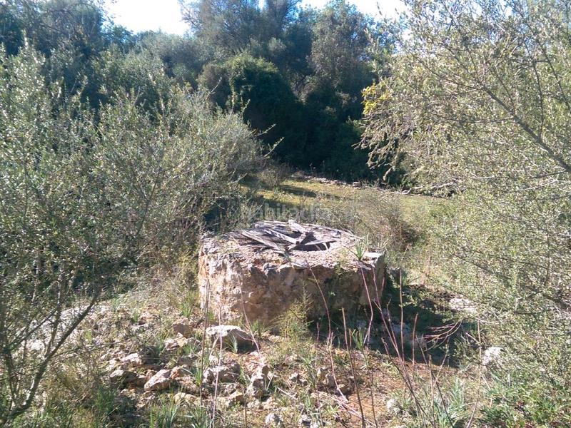 Foto 05e176f5-b723-482c-80ab-c567ac3baf01. Fondo rustico in carrer arraval 0 in Llubí