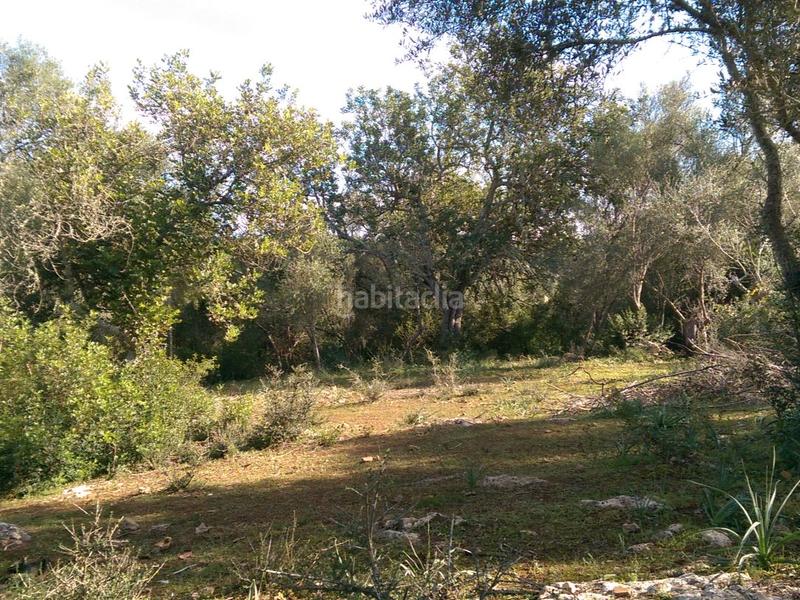 Foto 18e58ae7-f231-4f32-ab3b-34578f08b0f2. Fondo rustico in carrer arraval 0 in Llubí