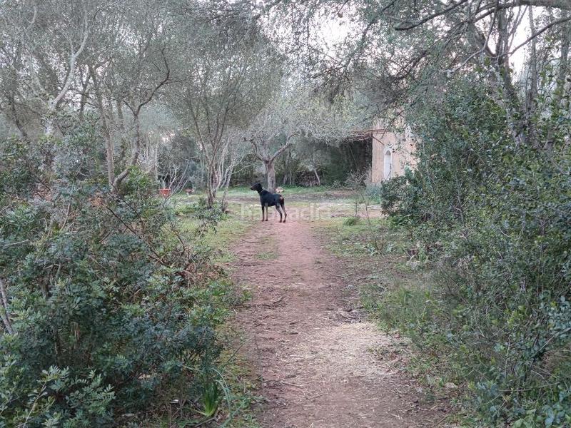 Foto 207f5b82-ef57-4f20-a846-3f63e664702a. Fondo rustico in carrer arraval 0 in Llubí