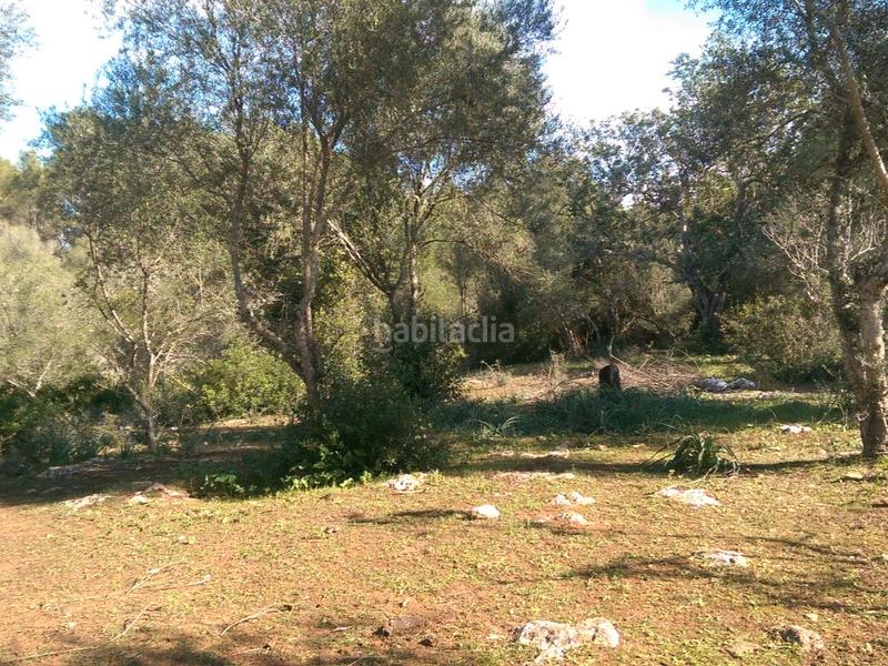 Foto 2edd8db3-c89f-4579-a984-19c19042419a. Fondo rustico in carrer arraval 0 in Llubí