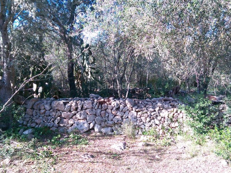 Foto 35260f3e-4bf4-470e-b2a7-9f25619d6635. Fondo rustico in carrer arraval 0 in Llubí