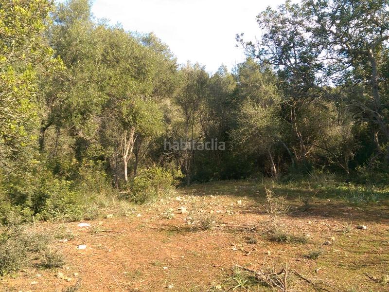 Foto 39cb5ef6-92aa-4413-b9c0-0d962aa90ef8. Fondo rustico in carrer arraval 0 in Llubí