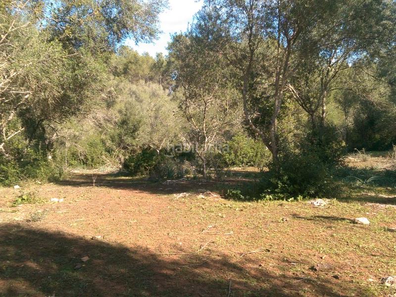 Foto 42025765-e7f3-404c-96f0-f91459fac5fc. Fondo rustico in carrer arraval 0 in Llubí