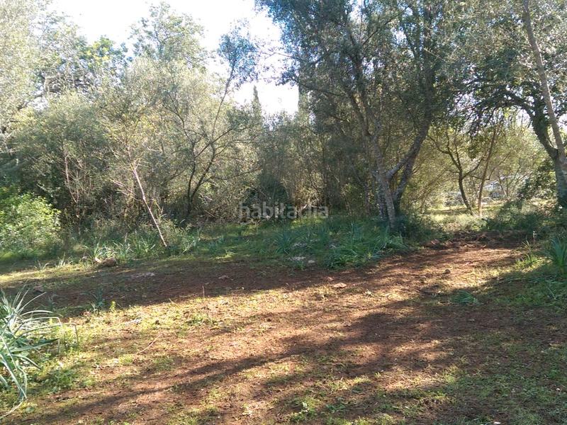 Foto 9a2a0c60-dbe1-49c8-8c2d-a03e4f0949d1. Fondo rustico in carrer arraval 0 in Llubí