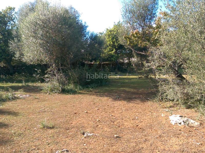 Foto c406e8b4-0c49-49cc-9ac5-535684a6aa61. Fondo rustico in carrer arraval 0 in Llubí