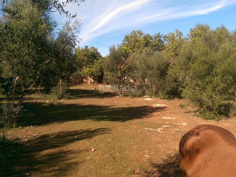 Foto f8c50f1a-ef01-45a7-8237-e0dbdaf53367. Fondo rustico in carrer arraval 0 in Llubí