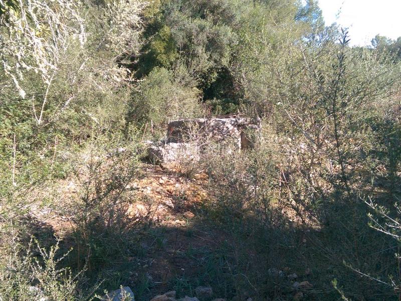 Foto f8d44bad-de5c-4777-ad71-256c335b716f. Fondo rustico in carrer arraval 0 in Llubí