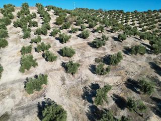 Propriété à Poligono 9  parcela 13 0. 120 olivos por solo 3 millones de pesetas