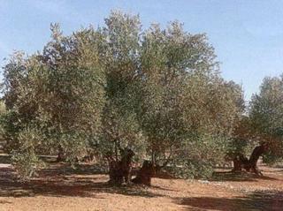Finca rústica a Calle doctor frias 17. Olivar en santisteban del puerto - jaén