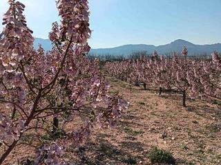Propriété à Partida el sorchantre 25. Terreno agricola con paulownia cotevisa