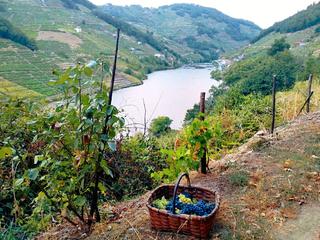 Finca rústica a Lugar belesar 134. Venta viñedo con bodega en la ribeira sacra, cerca del pueblo de