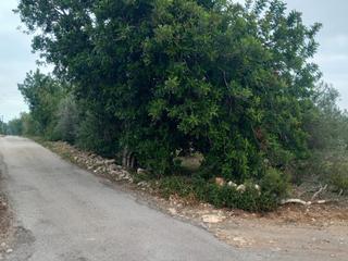 Finca rústica a Partida pins 1. Terreno d’oliveres i garrofers
