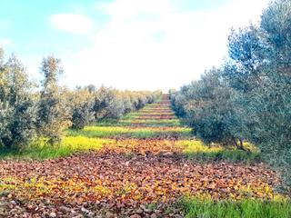 Fondo rustico in Torrecilla  10. Oportunidad, 500 olivas,  valdepeñas