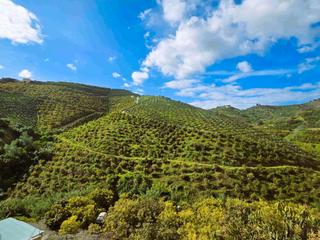 Finca rústica a Diseminado los pepones 56. Finca ecológica de 3 héc de 1.500 mangos y 900 aguacates de 6 añ