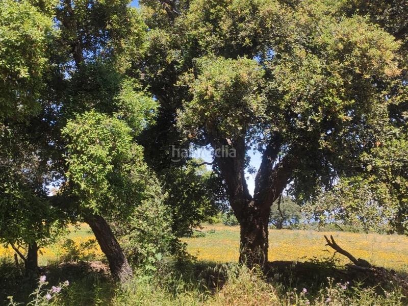 Foto 66709f71-ea78-4f75-b4b2-64ce379c033e. Finca rústica a calvario 1 a Serrejón