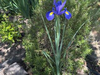 Chalet à Avda del tomillar  5. Estupendo chalet muy privado