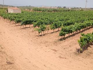 Finca rústica a Cami de rodonya 3. Finca rústica variedad charel. lo ecológica plantada el 2014.