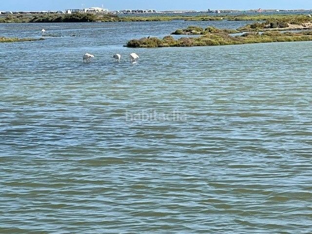 Foto 135c81ee-826a-4530-b854-d244fe709acf. Xalet a eucaliptus 6 a Eucaliptus - Poble Nou del Delta Amposta