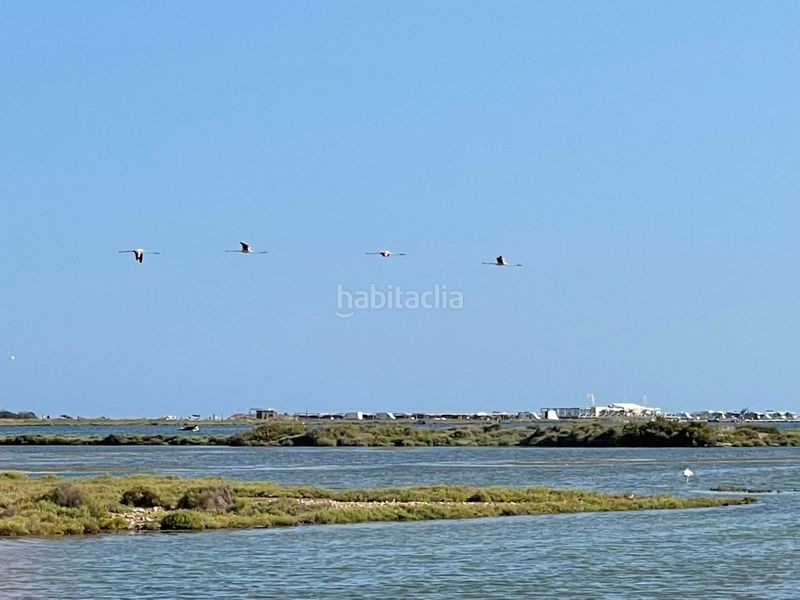Foto 54d50aa0-14a4-4dd4-83f5-bb7182168476. Xalet a eucaliptus 6 a Eucaliptus - Poble Nou del Delta Amposta