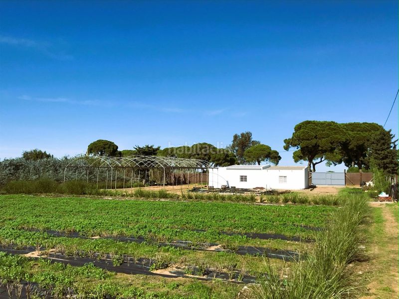 Foto 44a59820-208c-4aac-9ba0-80527fdf7381. Finca rústica a majales 168 a Centro Chipiona