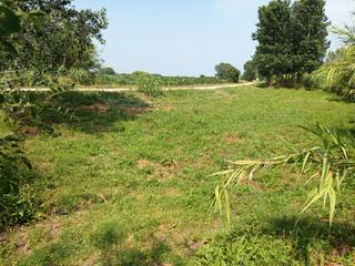 Finca rústica a Carrer davallada 12. Terreny agrícola de regadiu