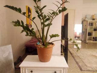 Location Studio à Carrer de nàpols 287. Estudio con pequeña terracita