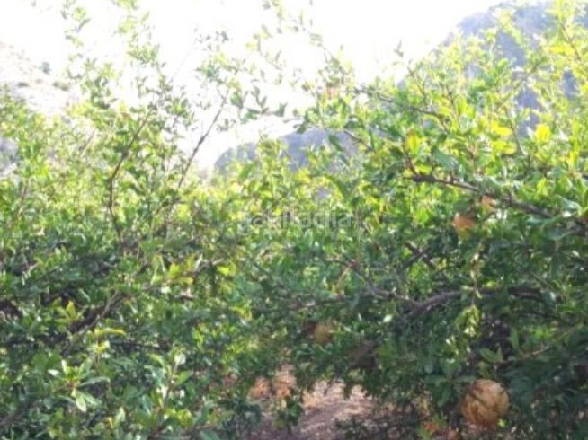 Foto 0207a5f6-4560-4fd2-b66f-d8eb9211d85e. Finca rústica a calle alta 24 a Villamena