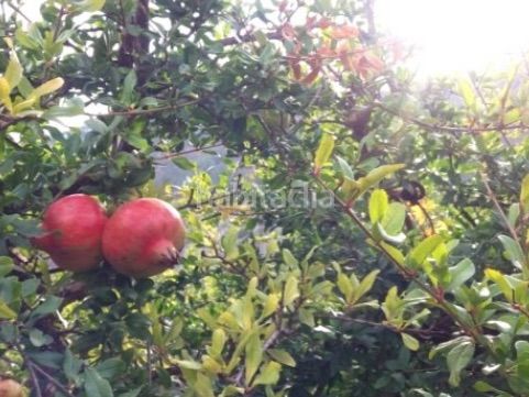 Foto 32b35223-69d5-4acc-b961-47220e96899b. Finca rústica a calle alta 24 a Villamena