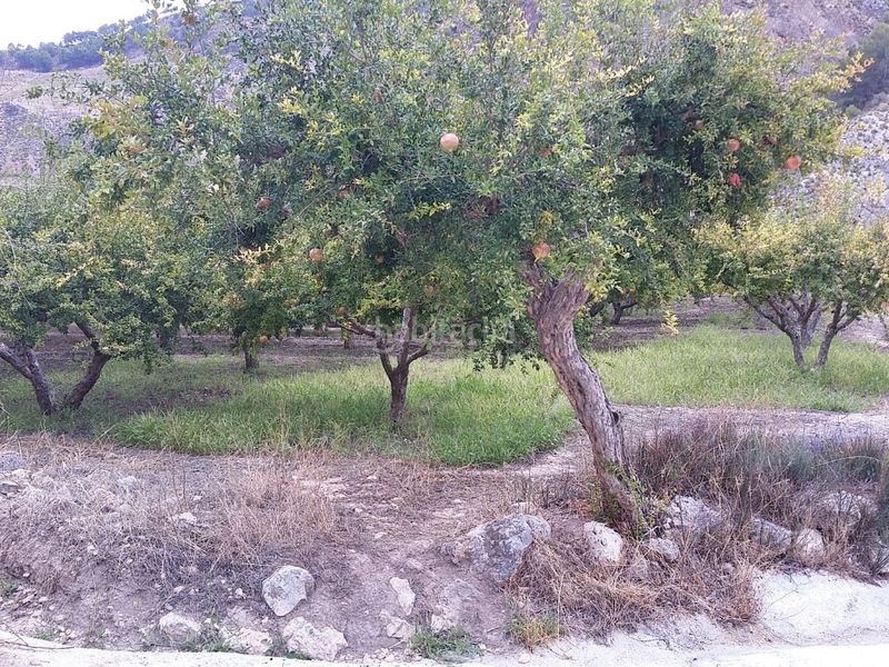 Foto c6c36201-fb26-46d2-acb0-3a5ae6484a7a. Finca rústica a calle alta 24 a Villamena