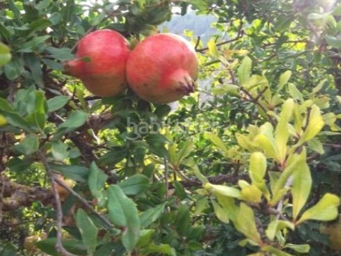 Foto d5f03061-76e7-4dda-94c6-54877ec30744. Finca rústica a calle alta 24 a Villamena