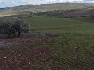 Finca rústica a Calle priego 3. Terreno rústico de secano