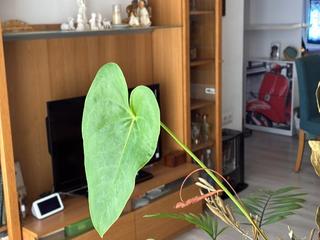 Piso en Patricio ferrandiz 81. Piso muy bien ubicado