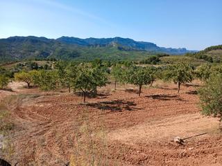 Rural plot in T334 13. Finca rústica en bot