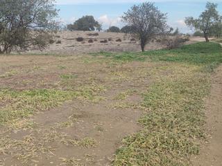 Finca rústica a Camí del coscollar  10. Terreno rustico bellpuig