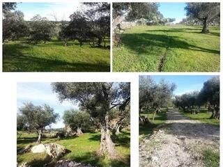 Finca rústica a Calle baja 31. Preciosa parcela con olivos, apero y luz y agua de red