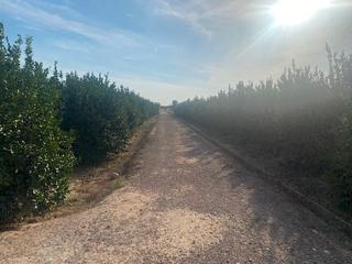 Rural plot in Carril de menarguez 5. Terreno rustico ecologico agricola