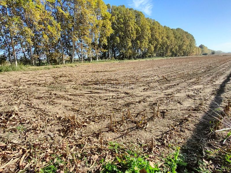 Foto 6e0ea3cb-5ce7-43fb-a8ec-f2a5ae2fb348. Finca rústica a domenec cardenal 48 a Bellvís