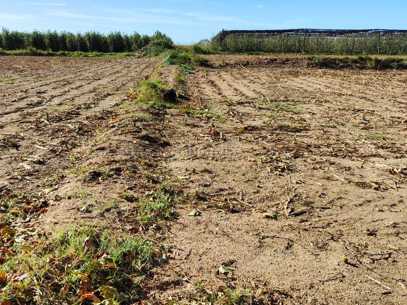 Foto 6f563e97-667a-44ac-b7fd-59caf21c6826. Finca rústica a domenec cardenal 48 a Bellvís