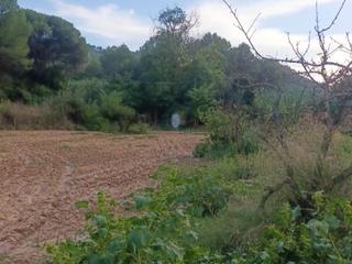 Fondo rustico in Rebato 1. Terreno regadío 1 hectarea