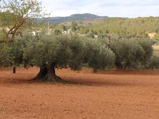 Finca rústica en Avinguda de catalunya 17. Finca de olivos centenarios