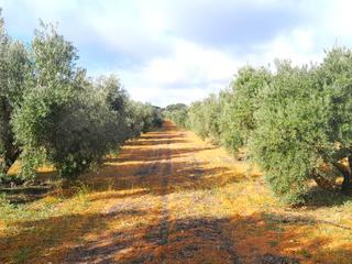 Rural plot in Seis de junio  50. Finca de olivas valdepeñas