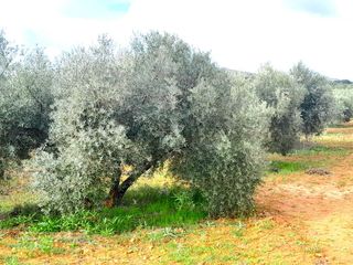 Rural plot in Calle del seis de junio 10. Parcela de olivas valdepeñas