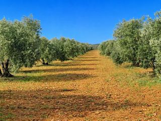 Finca rústica a Calle del seis de junio 10. Parcela de olivas valdepeñas