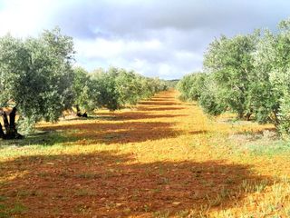 Finca rústica a Calle del seis de junio 10. Parcela de olivas valdepeñas