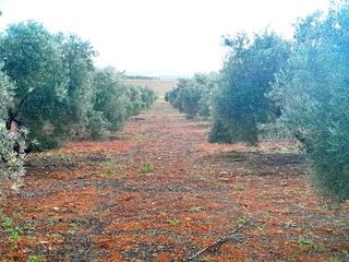 Finca rústica a Calle del seis de junio 10. Parcela de olivas valdepeñas
