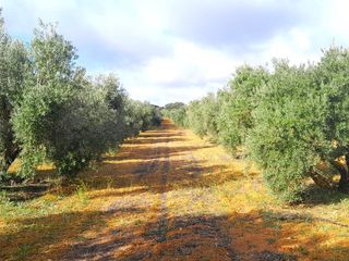 Rural plot in Calle del seis de junio 10. Parcela de olivas valdepeñas