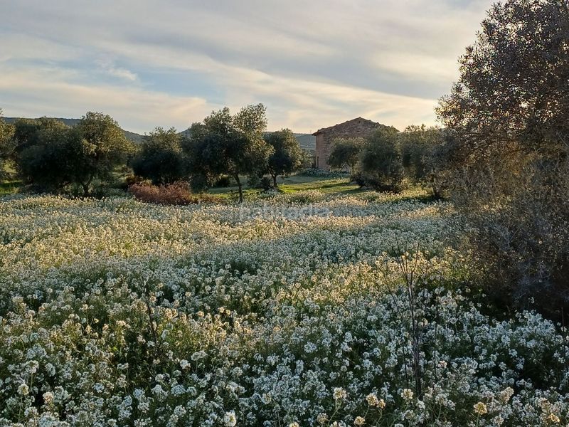 Foto 5941ee89-aebf-4e32-9958-2233b1a7080b. Finca rústica a carrer catalunya 1 a Borges Blanques (Les)