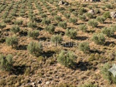 Foto 86358b6e-83d9-4734-a6c6-28f98330dbfe. Finca rústica a carrer catalunya 1 a Borges Blanques (Les)