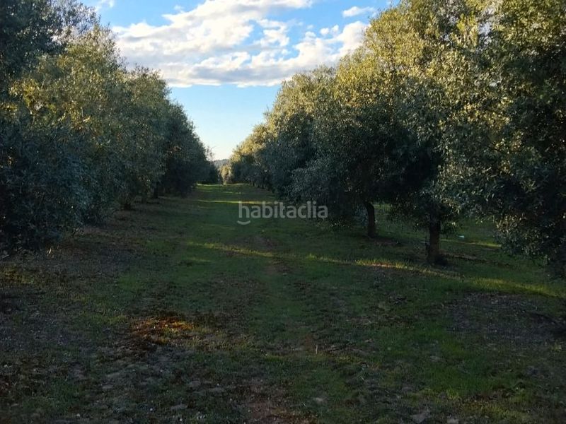 Foto 006a163a-bacd-42a4-ae43-2b00599abeee. Finca rústica a c-242 1 a Granadella (La)