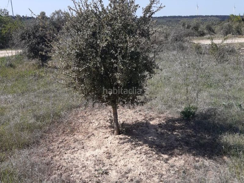 Foto facda6bd-3b5d-485f-ab60-37a362c13057. Finca rústica a c-242 1 a Granadella (La)